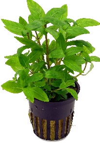 Staurogyne repense (Ebermaiera repens)