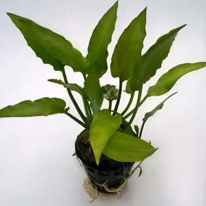 Pontederiifolia Crypt (Cryptocoryne pontederifolia)