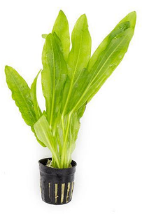 Ruffle Sword (Echinodorus major)