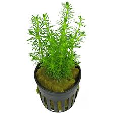 Water Milfoil Bacopa (Bacopa myriophylloides)