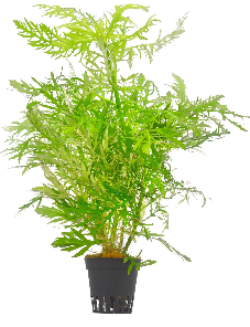 Freshwater Plants