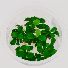 Anubias nana 'Petite' (Anubias 'Bonsai')