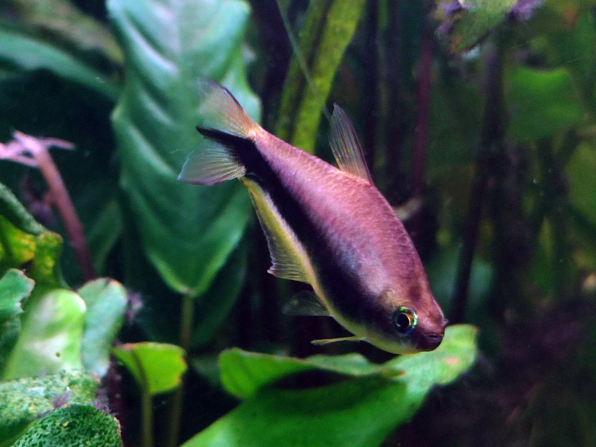 Blue Emperor Tetra (Nematobrycon palmeri)