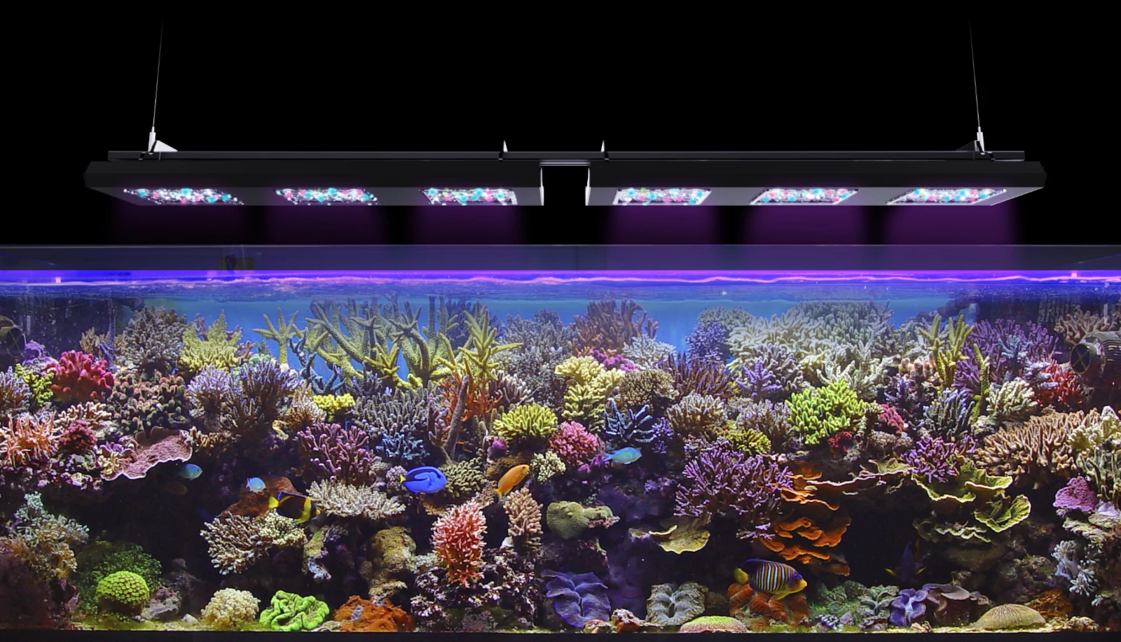 RF REEF FLARE PRO S BLUE (BLACK)