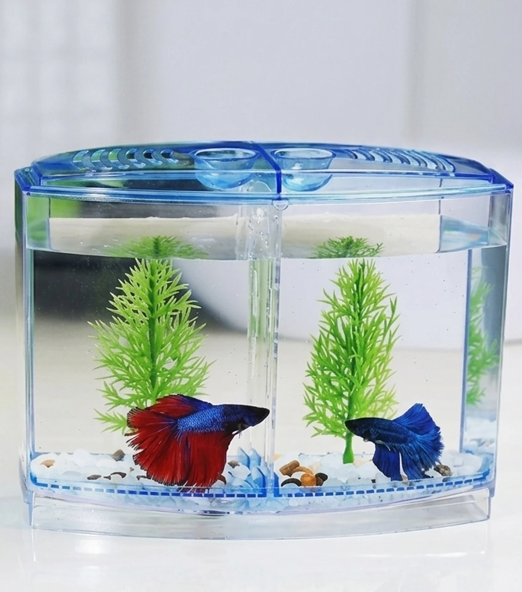 Betta Care