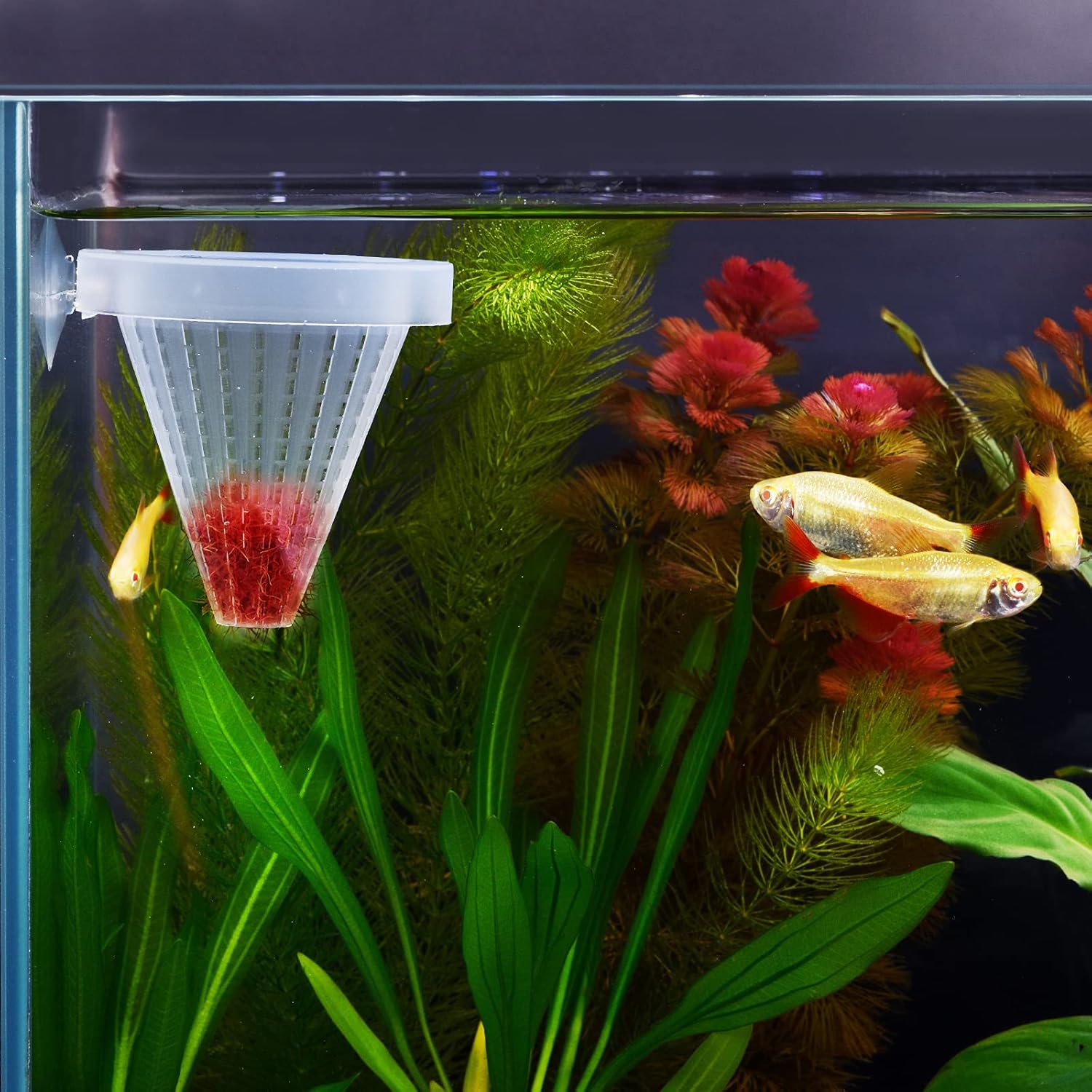 Live Blood Worm Plastic Cone Cup Shape Basket Feeder for Feeding Fish with Suckers