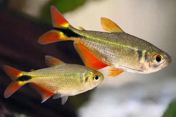 Buenos Aires Tetra