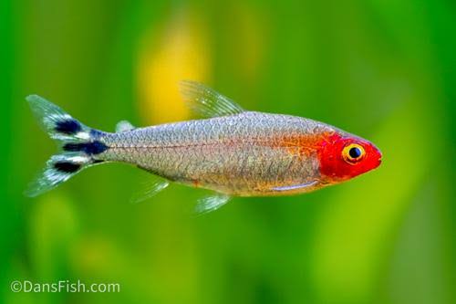 Rummy-nose tetra
