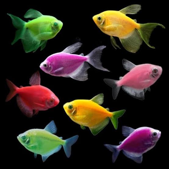 GloFish Tetras
