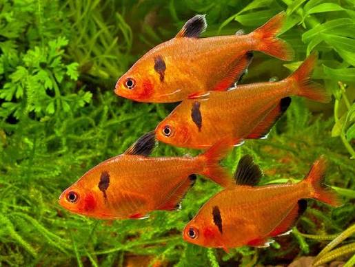 Serpae tetra