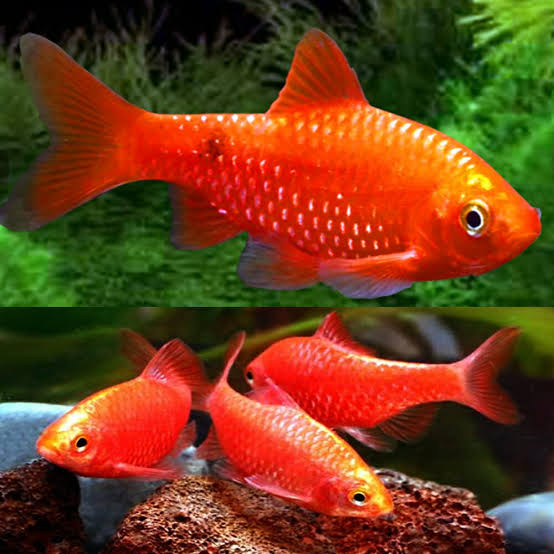 Rosy Barb