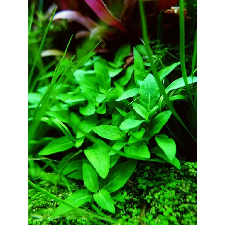Staurogyne repense (Ebermaiera repens)