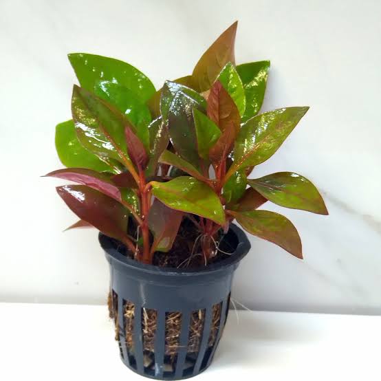 Alternanthera reineckii Green (Green Scarlet Temple)