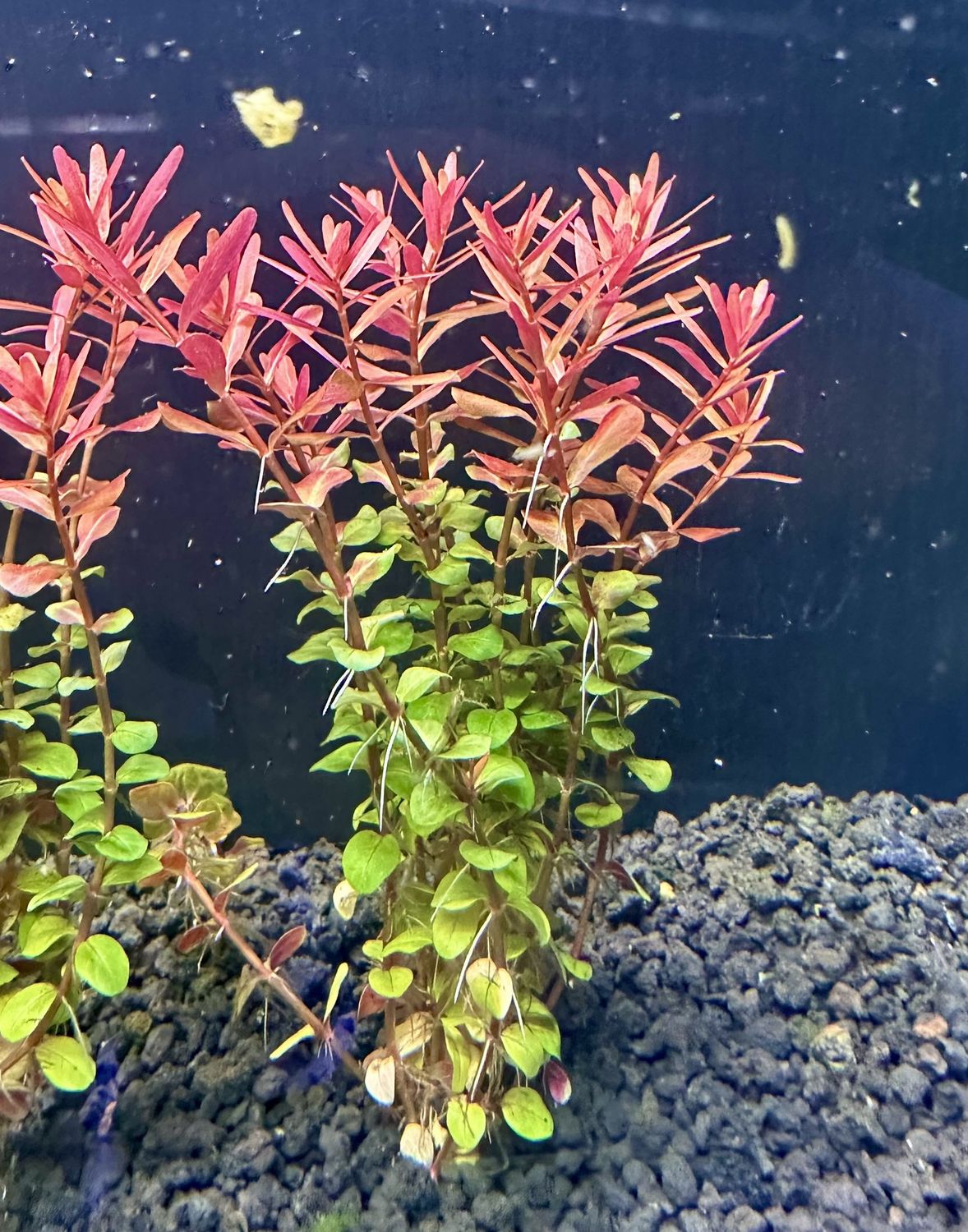 Rotala vietnam 'HRA' (Rotala H'ra)