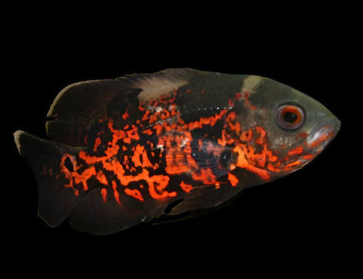 Mixed Tiger Oscar
