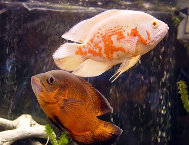 Mixed Tiger Oscar