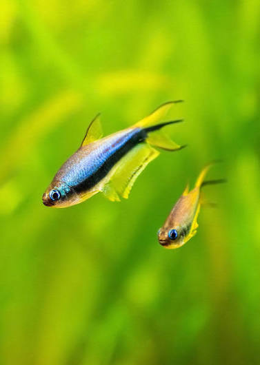 Blue Emperor Tetra (Nematobrycon palmeri)