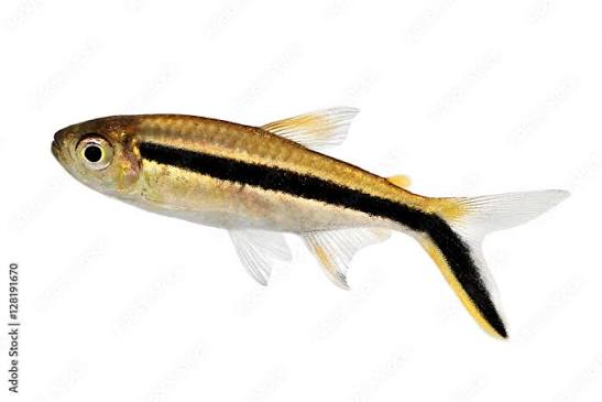 Penguin Tetra (Thayeria boehlkei)