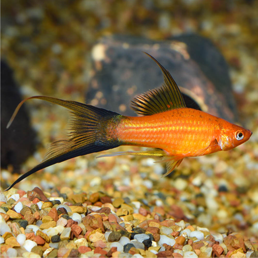 Assorted Swordtail (Xiphophorus helleri) (Xiphophorus, Helleri)