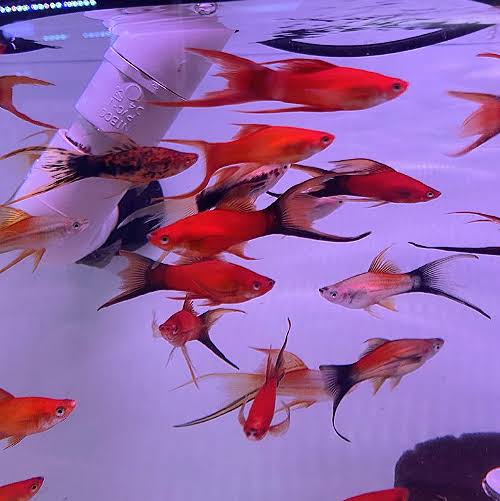 Assorted Swordtail (Xiphophorus helleri) (Xiphophorus, Helleri)