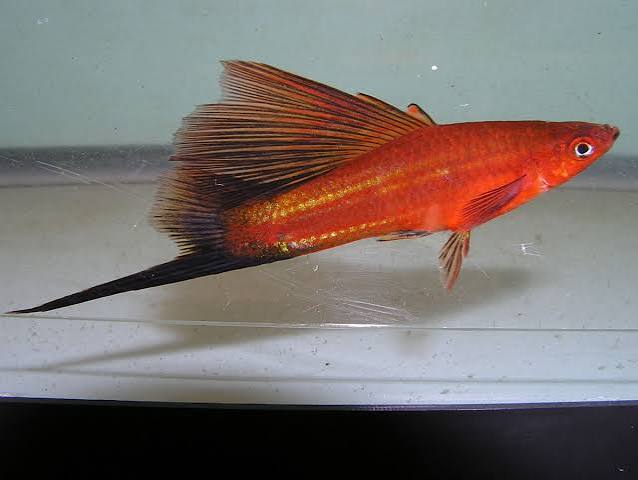 Assorted Swordtail (Xiphophorus helleri) (Xiphophorus, Helleri)