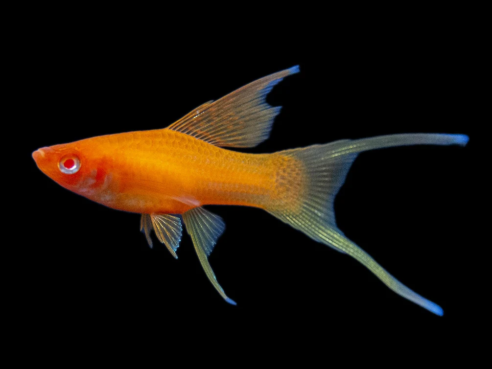 Assorted Swordtail (Xiphophorus helleri) (Xiphophorus, Helleri)