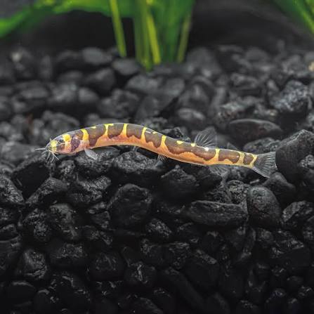 Kuhli loach