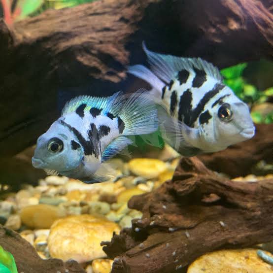 Polar Parrot Fish