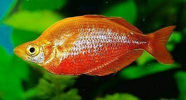 Red Rainbowfish