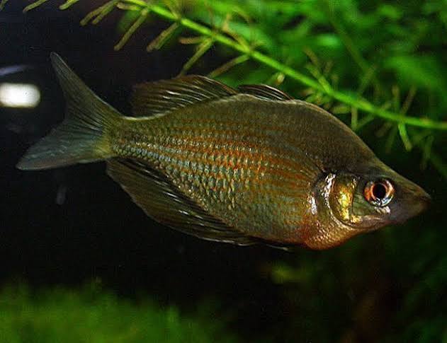 Red Rainbowfish