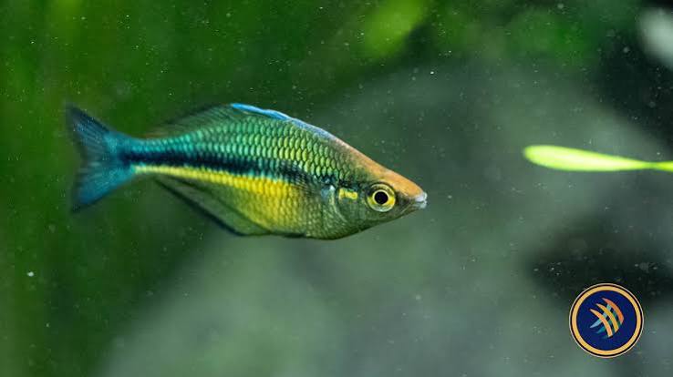 Lake Kutubu Rainbowfish