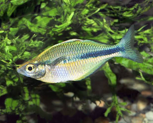 Lake Kutubu Rainbowfish