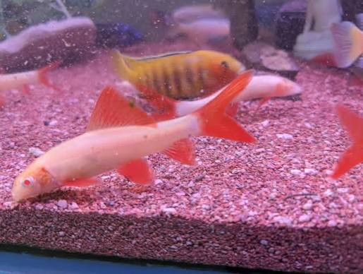 Albino rainbow shark