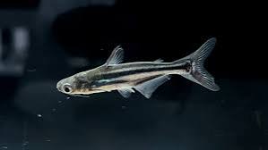 Freshwater Fish