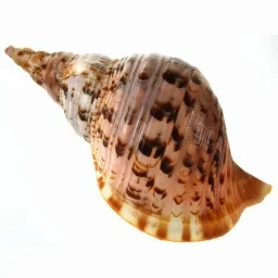 Assorted Snail shells 5-10 cm