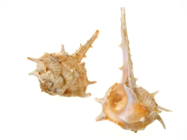 Assorted Snail shells 5-10 cm