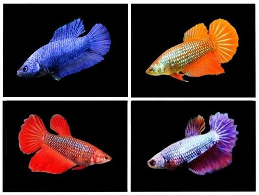 Female betta fish