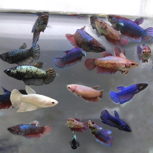 Female betta fish