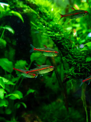 Glowlight Tetra