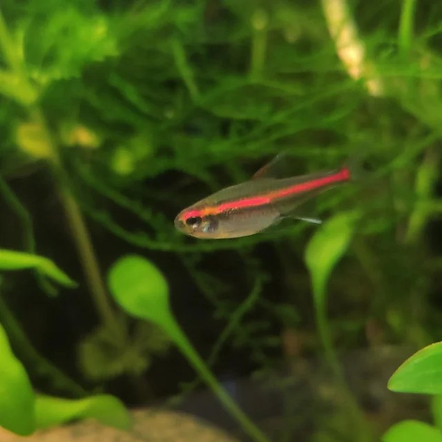 Glowlight Tetra