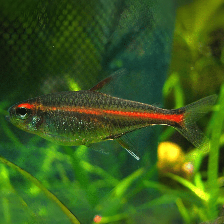 Glowlight Tetra