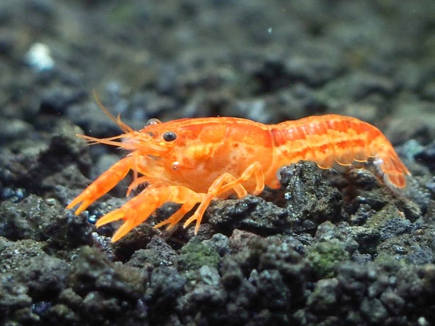 Freshwater crayfish