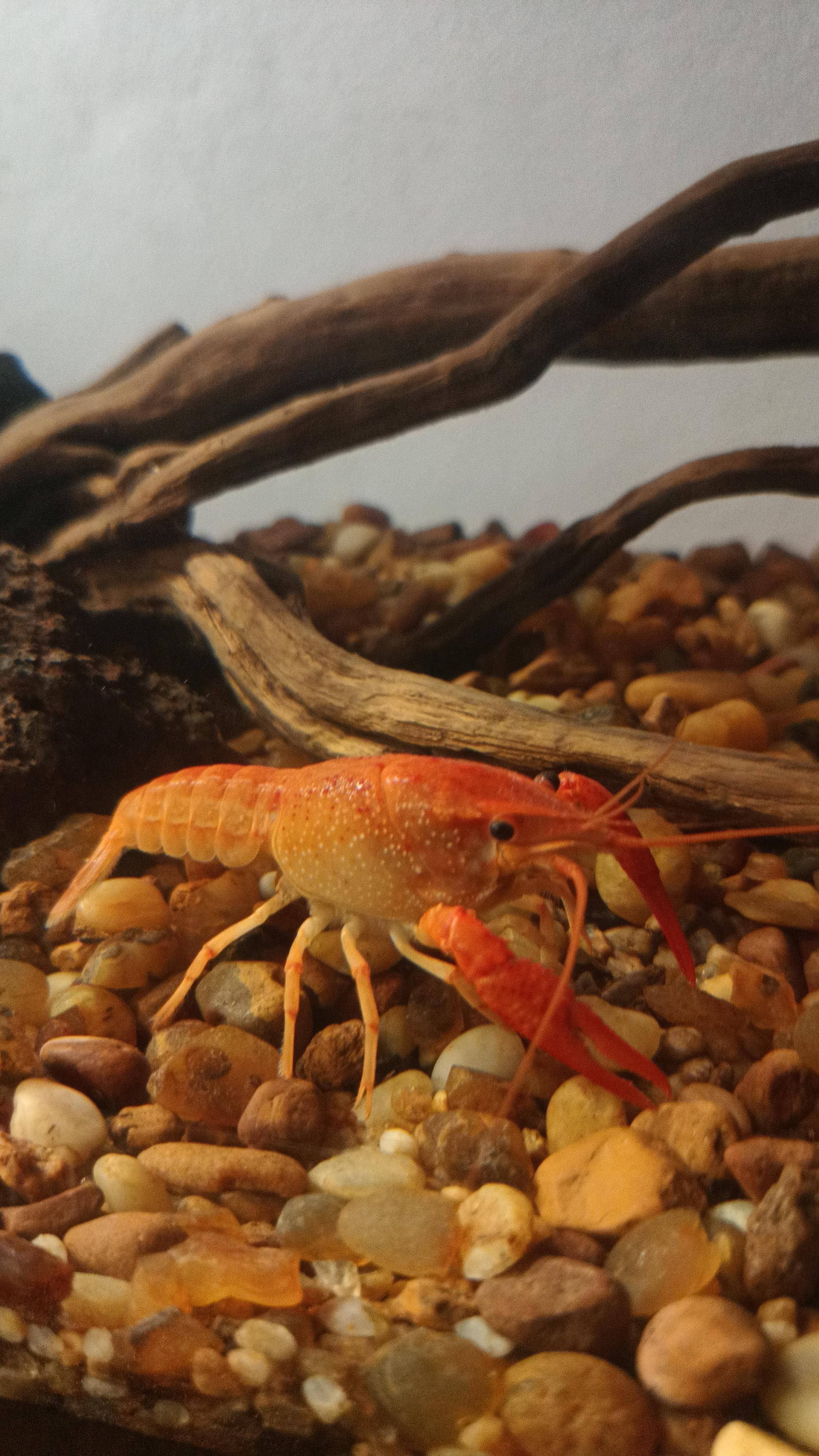 Freshwater crayfish