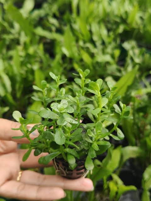 Hedyotis salzmannii