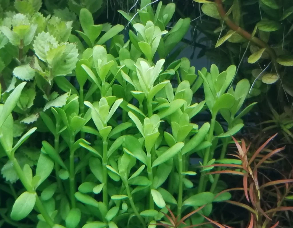 Hedyotis salzmannii