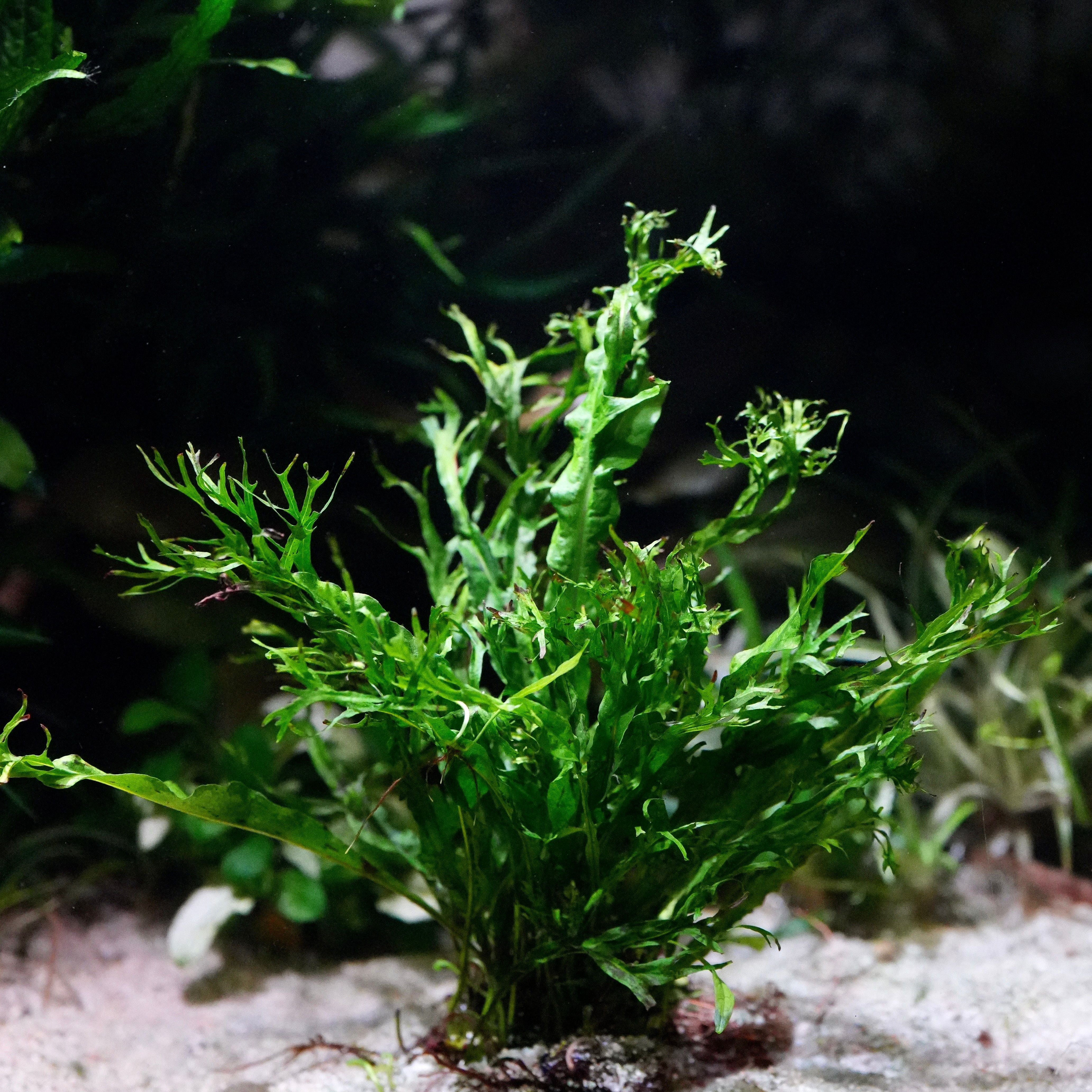 Windelov Java Fern