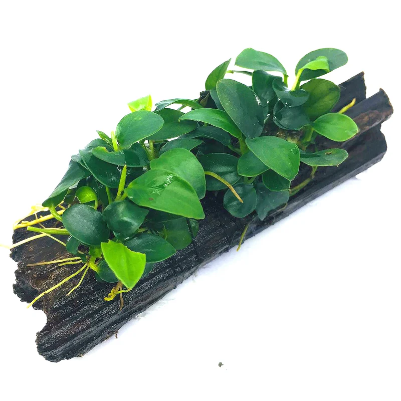 Anubias barteri "Broad Leaf"