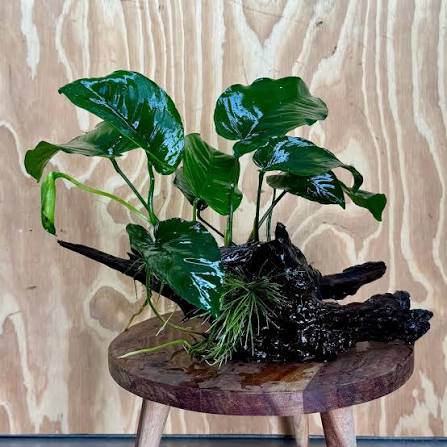Anubias barteri broad leaf