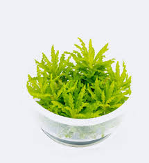 Pogostemon helferi Tissue Culture (T/C) Cups