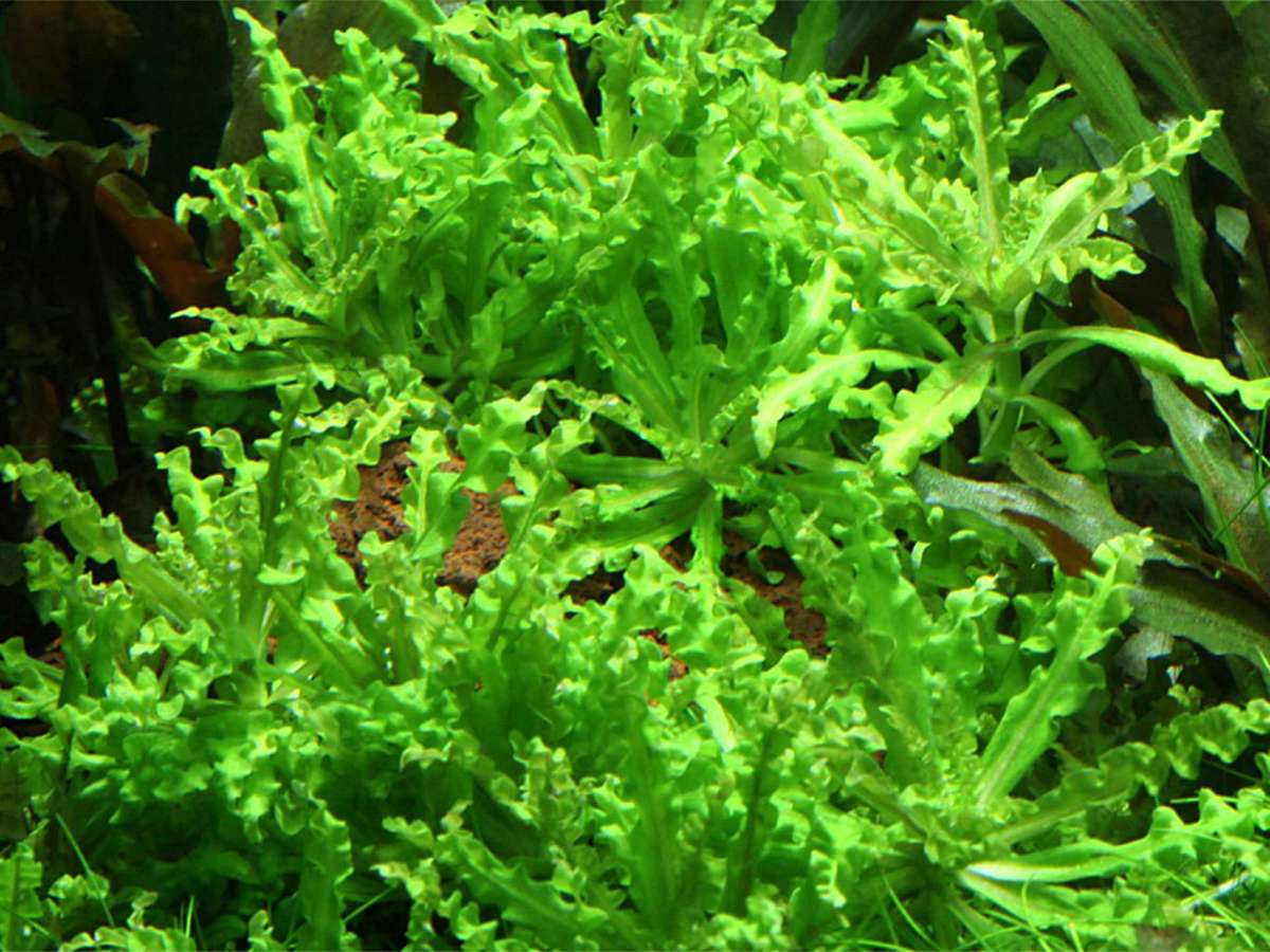 Pogostemon helferi Tissue Culture (T/C) Cups
